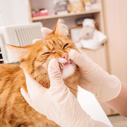 Soins sur les dents des chiens, chats et lapins à l'Isle Jourdain