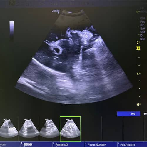 Radiographie et échographie des chiens et chats à l'Isle jourdain et Millac